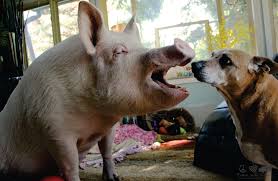 Esther the Wonder Pig - Does my breath smell bad? | Facebook