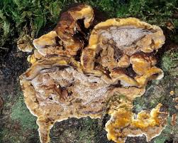 Image result for Phellinus gilvus