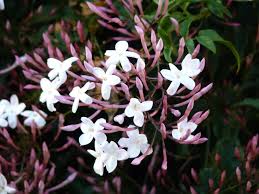 In addition to looking beautiful, the jasmine flower also has a pleasant sweet smell that is calming to your body. Jasmine Flower Power