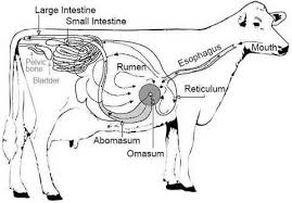 Check The Ingredients Of Your Calf Milk Replacer Now Animal Medicine Animal Science Cow Digestive System