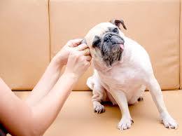 What Do You Think Your Earwax May Be Telling You About Your Health