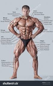 The study of the structures that make up the human body and ho… Muscles Anatomy Physiology Health Fitness Training Muscle Muscular System Muscle Anatomy Body Muscle Anatomy Human Body Muscles