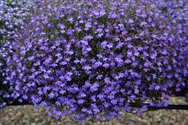 Lobelias Angel Plant Ground Cover Shade Annuals