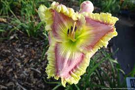 Burmese Jade Amazing Gardens Day Lilies Garden Inspiration