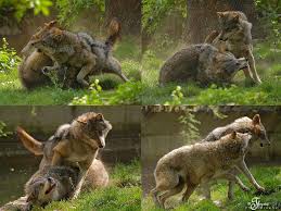 Wolf Fight Wolves Fighting Wolf Dog Animals
