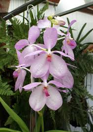 Image result for Vanda coerulea