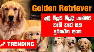 Pomeranian hub believes in converting people dream into reality. Dogs Sri Lanka Most Popular Golden Retriever Puppy Selling Points And Contact Number Dog Show Youtube