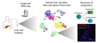 The structure and function of liver cells. A Human Liver Cell Atlas Innovations Report