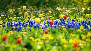 Maybe you would like to learn more about one of these? Selective Focus Photography Of Bed Of Blue Red And Yellow Petaled Flowers Hd Wallpaper Wallpaper Flare