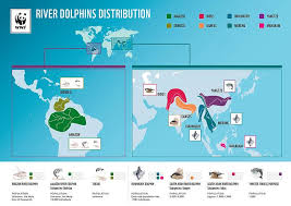River Dolphins Wwf