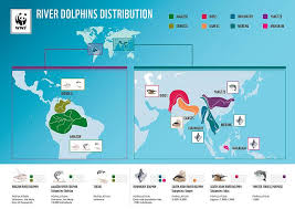 river dolphins wwf