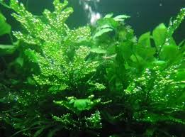 Halnya berbeda dengan aquarium air tawar aquascape. Aneka Tanaman Hias Air Tawar Untuk Mempercantik Aquarium Tanaman Hias