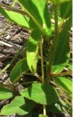 Image result for Hibiscus aethiopicus