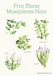 Flowers and herbs that keep mosquitoes away. Facts And Images About Flowers That Keep Mosquitoes Away Peepsburgh