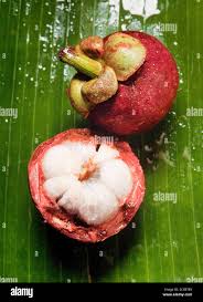 Image result for Garcinia mangostana