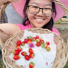 strawberry picking in Khao yai