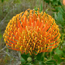 Image result for Leucospermum