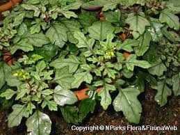 Image result for Gynura scandens