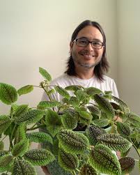 Image result for Bridelia mollis