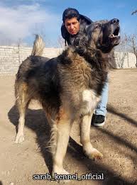 Doodi A Handsome Long Hair Sarabi Dog Iranian Mastiff Called Sarabi Giant Dogs Dogs Pet 101
