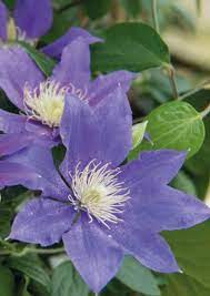 Het tuincentrum dat thuisbezorgt gratis bezorging.clematis wit groenblijvend. De Clematis Een Ambitieuze Plant Groenrijk