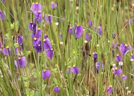 Image result for Burmannia madagascariensis