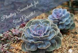 Under cultivation, fertilize succulents beginning in spring as the plant begins growth. How To Plant Succulents For Fastest Growth The Succulent Eclectic