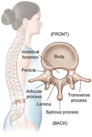 Neck bone sticking out chest bones stick out vertebrae sticking out lower back. Even When I M Not Bending Over My Spine Is Clearly Visible And If You Were To Drag Your Finger Along My Back You Could Feel Your Fingers Going Up And Down The