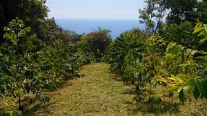 Certified Organic Coffee Farm Picture Of Hala Tree Captain Cook Tripadvisor