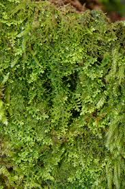 Image result for Lepidotrichilia