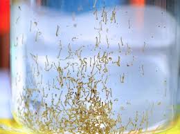 Stand up comedian actor, mc, host creative & comedy writer an architect lawak solo super spontan 2018 booking 0129079081 nornizam.yusof@gmail.com. Banyak Nyamuk Aedes Kat Rumah Ini Cara Bunuh Jentik Jentik Guna Bahan Alami Kool Fm