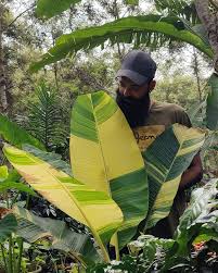 Image result for Musa acuminata