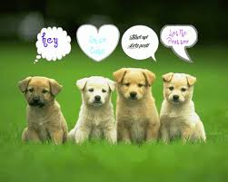 But some cats in this video will actually surprise yo. Kittens And Puppies Wallpaper Posted By Ethan Peltier