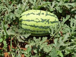 Height 12 x 12' vine medium/heavy water. Fahari F1 Variety Watermelon Syngenta