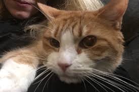 The most common indication of a brain tumor in cats is seizures, especially seizures that begin to occur after the cat has reached at least five years of age. Fundraiser By John Lane Pickles Has A Brain Tumor
