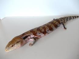 Enter your email address to receive alerts when we have new listings available for blue tongue skink for sale uk. Irian Jaya Blue Tongue Skink Wikipedia