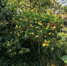 Image result for Euryops chrysanthemoides