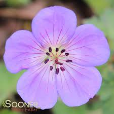 Image result for Geranium arabicum