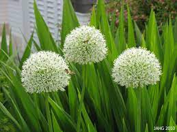 Garden Answers Plant Identification App Garten Ideen Garten