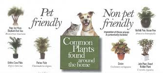 When it comes to plants and pets, both can bring a lot of love and light into your life. Pet Friendly Plants And Toxic Plants To Pets