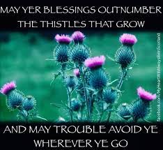 Scotland Scotland National Flower Thistle