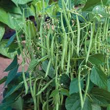 Don't forget to like, share and subscribe!! Best Green Beans To Grow In Containers Brown Thumb Mama