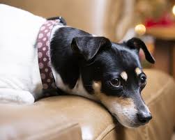 The powerful first 12 weeks that can shape your puppy's future: Can Dog Training Books Be Trusted