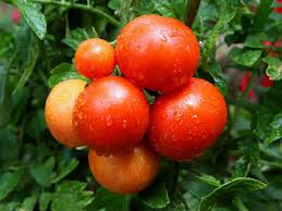 Hast du schon mal gute tomaten von innen gesehen? Roma Tomaten Beliebte Tomatensorte In Kuche Und Garten