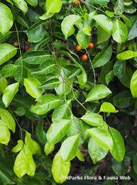 Image result for Salacia orientalis