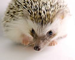 For many of us, pets are part of the family. Do Hedgehogs Make Good Pets Hedgehog Care 101