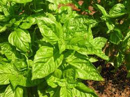 String of bananas is infested with spider mites, as well as its cuttings; Basil Home Garden Information Center