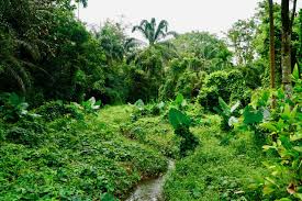 The development of windsor was completed in 1987. A Jungle Walk In The Macritchie Reservoir And Windsor Nature Park