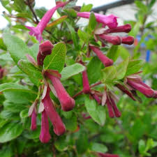 Image result for Vincetoxicum stenolobum