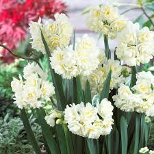 Narcissi Erlicheer Easy To Grow Bulbs Narcissus Bulbs Fragrant Flowers